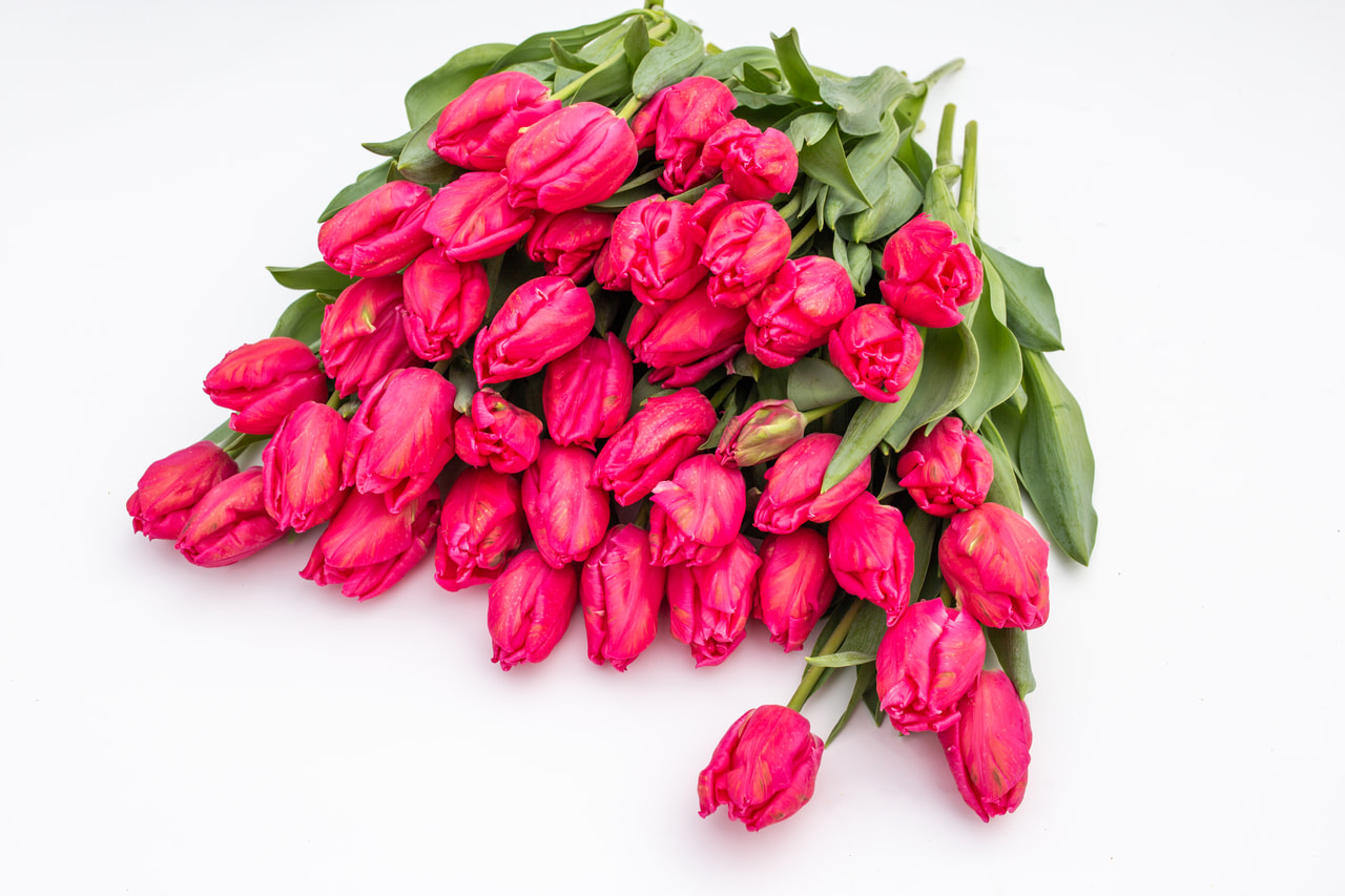 Tulip Marvel Parrot, Loukykvět