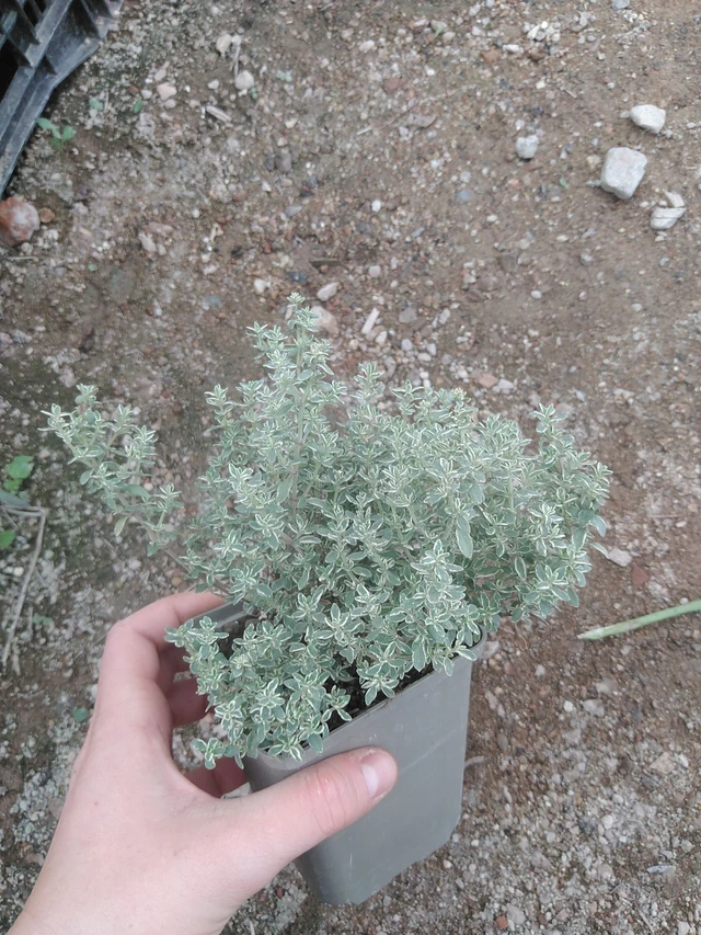 Ajuruoho Silver King - 17. 7. 2025