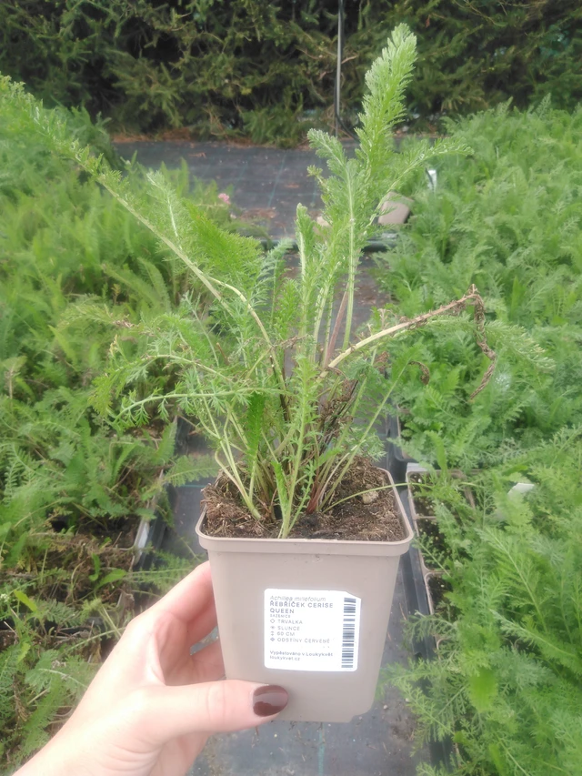 Milenrama Cerise Queen - 2024