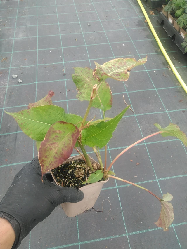 Persicaria Alba - 10. 9. 2025