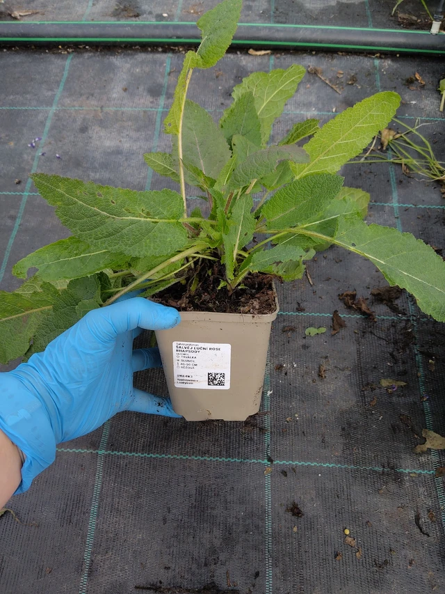 Šalvěj luční Rose Rhapsody - 10. 9. 2025