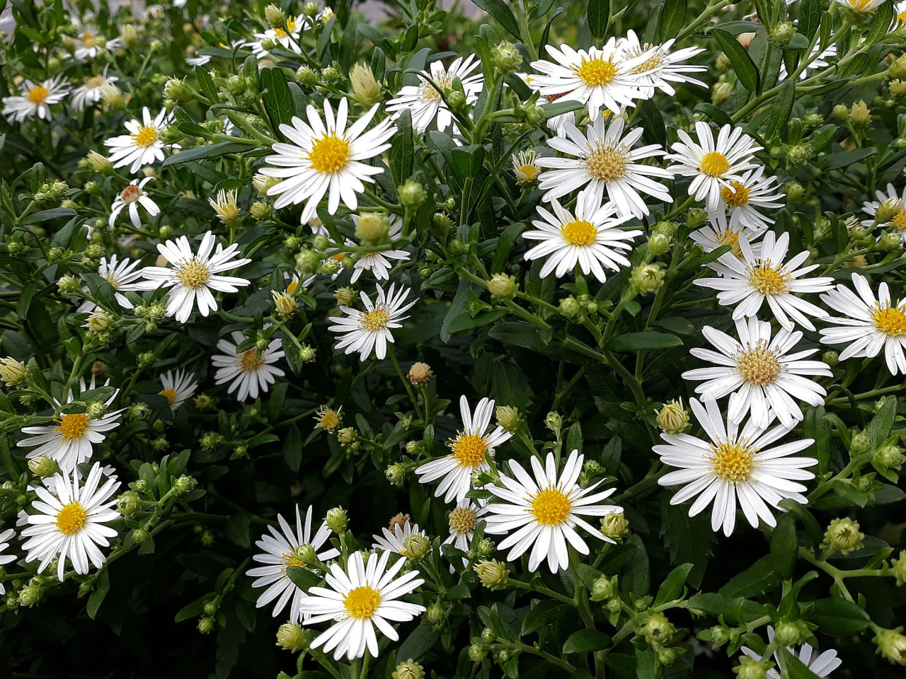 Elokuunasteri, Loukykvět