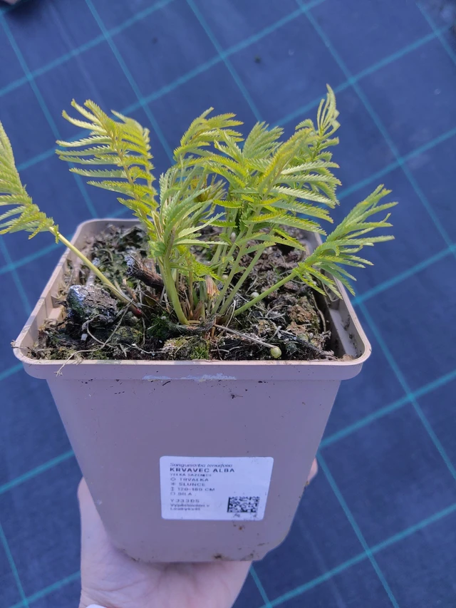 Krwiściąg Alba - 27. 3. 2026