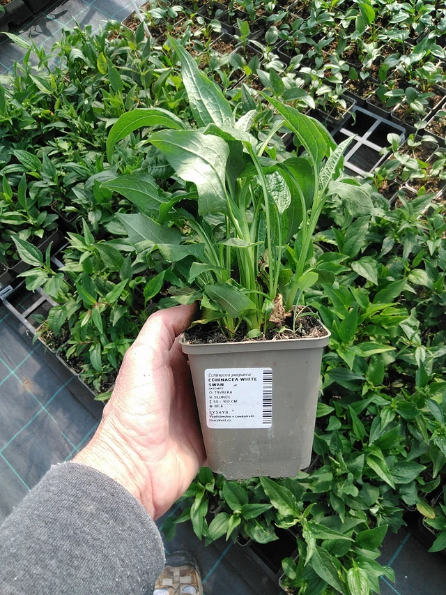 Echinacea White Swan - 9. 6. 2025