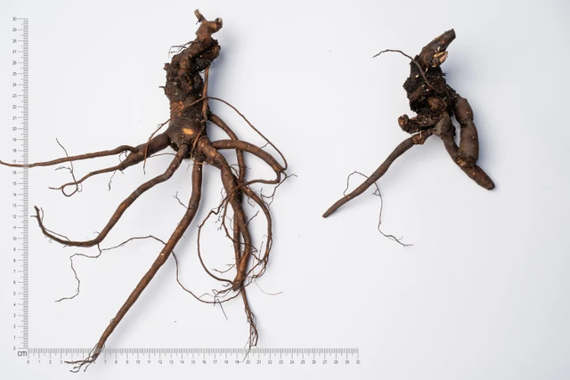 Pivoňka Marie Lemoine - 2024