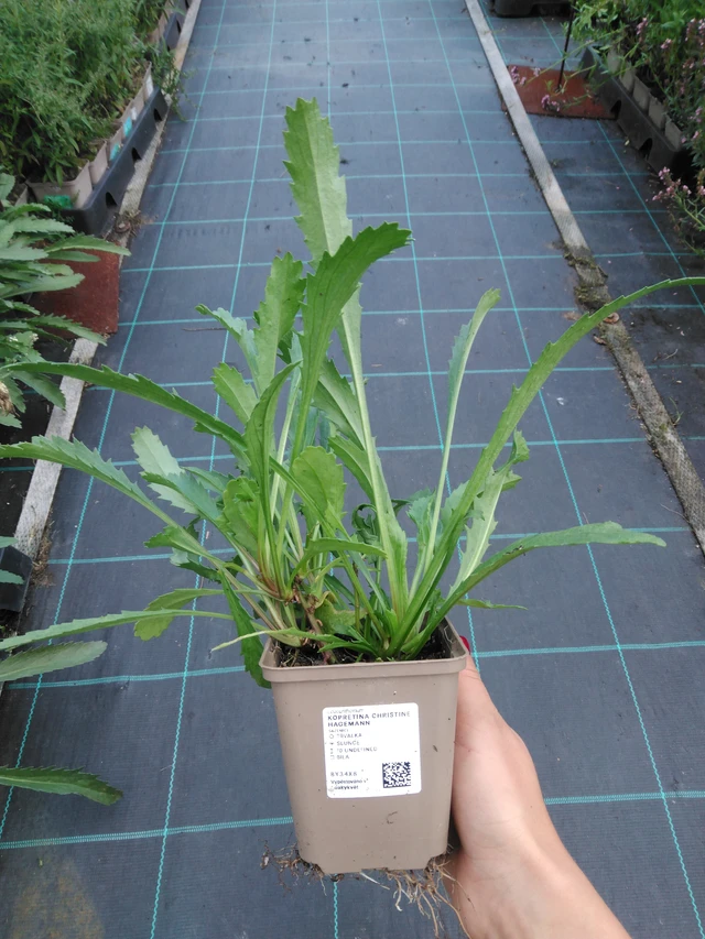 Kopretina Christine Hagemann - 11. 9. 2025