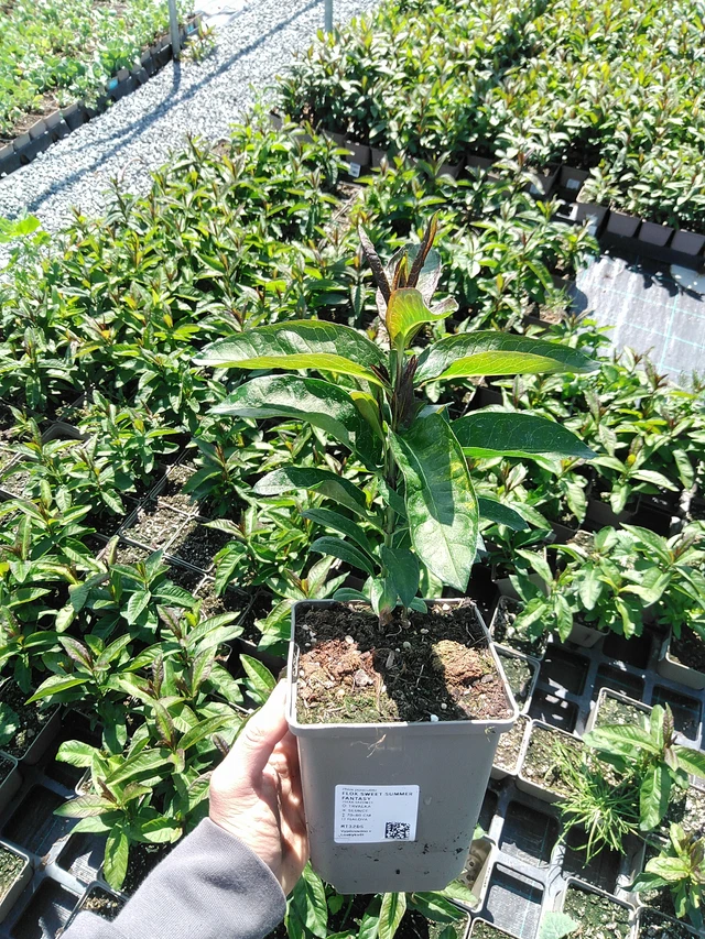 Flox Sweet Summer Fantasy - 13. 5. 2025