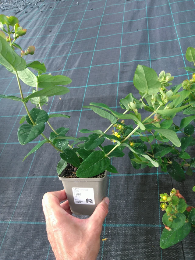 Hipérico Globo Coral - 14. 7. 2025