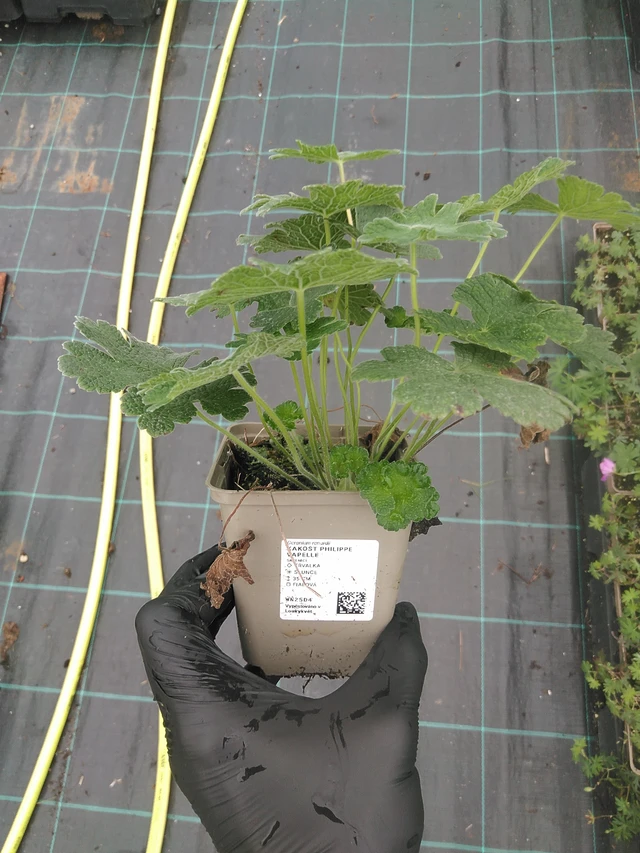 Kakost Philippe Vapelle - 4. 8. 2025