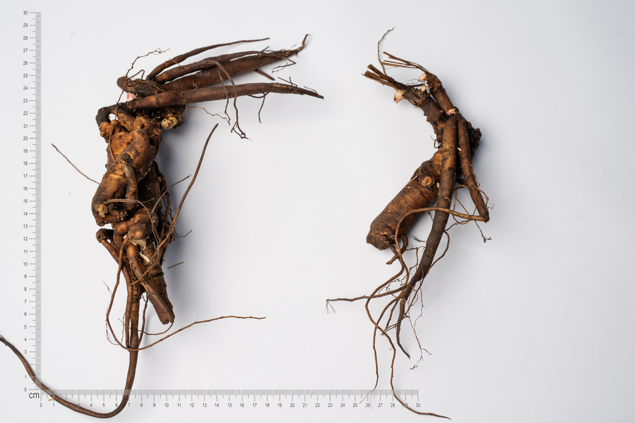 Pivoňka Bridal Shower, Loukykvět