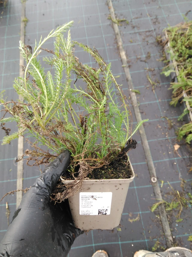 Milenrama Cerise Queen - 23. 10. 2025