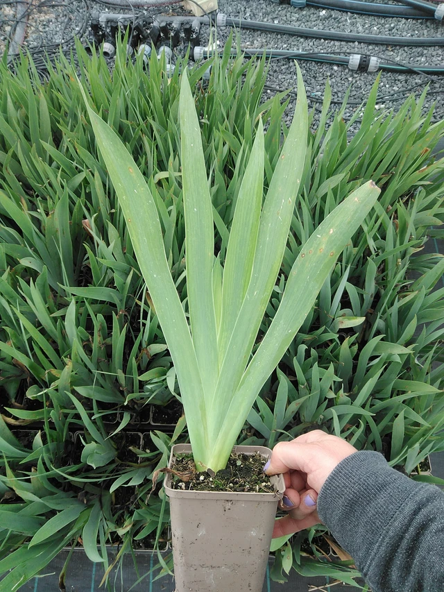 Lirio Lime Fizz - 9. 6. 2025