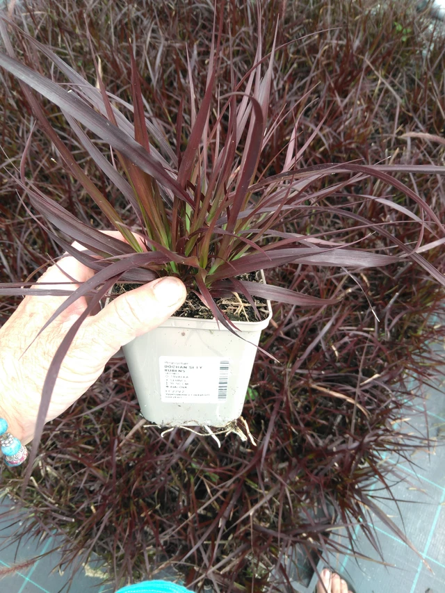 Pasto de fuente Rubens - 2024