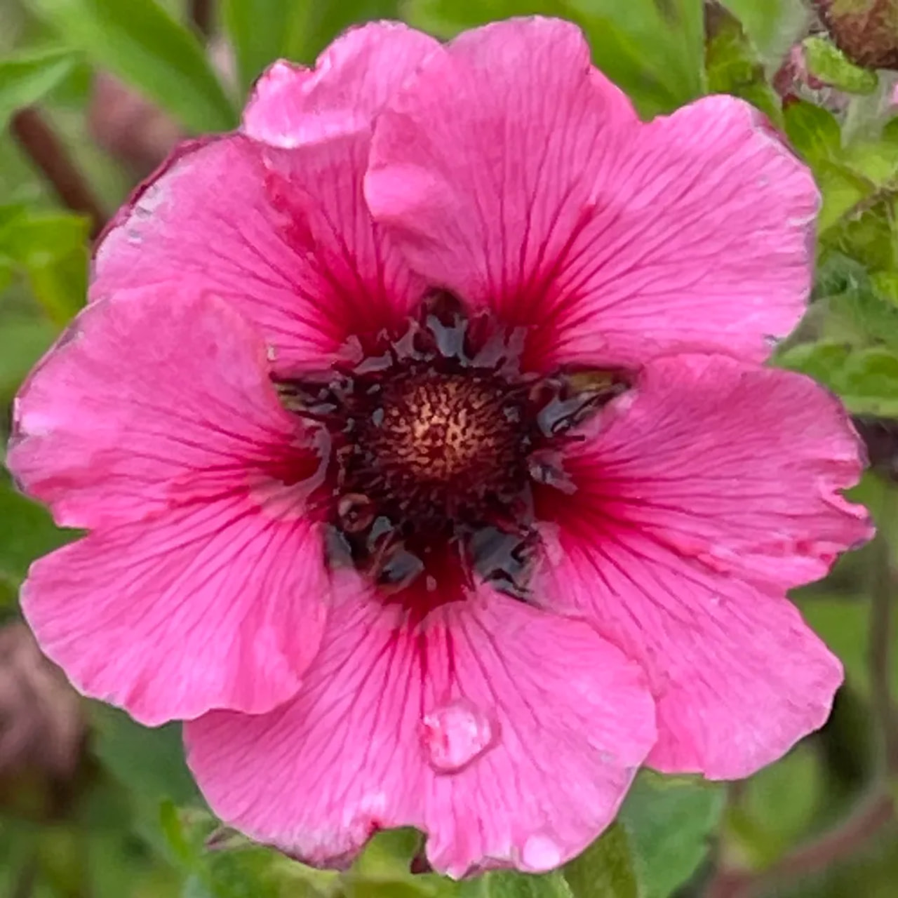 Mochna nepálská Miss Willmott, Loukykvět