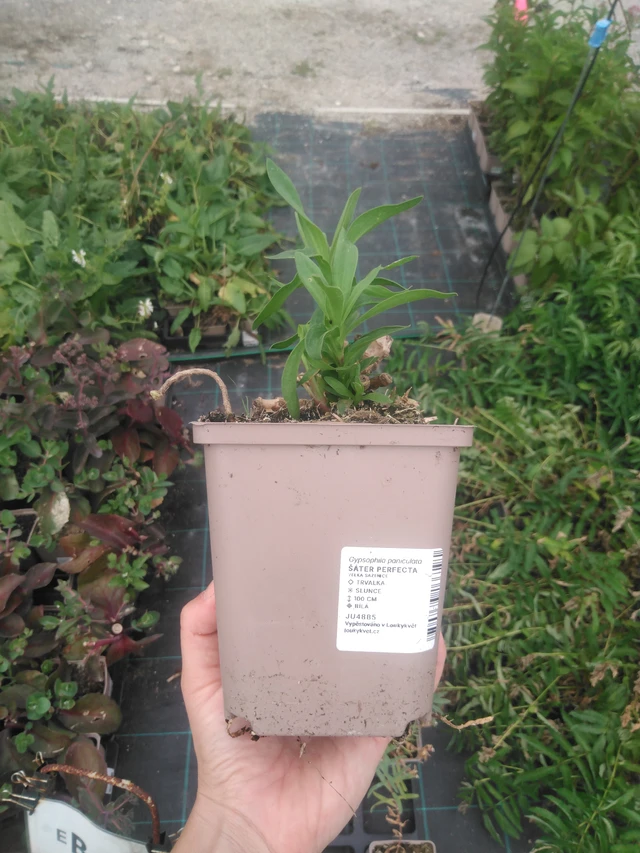 Gypsophila Perfecta - 2024