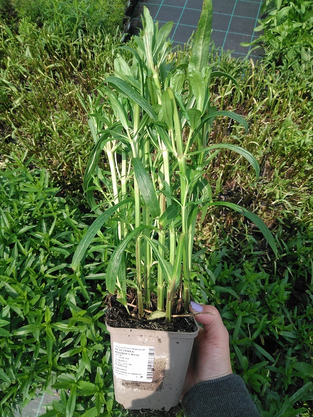 Lythrum Bouquet Rose - 9. 6. 2025