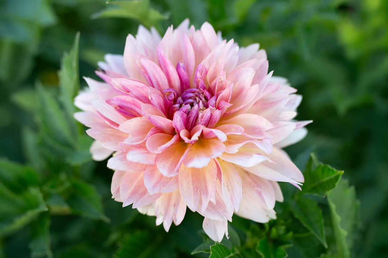 Dahlie Joel’s Favorite, Loukykvět