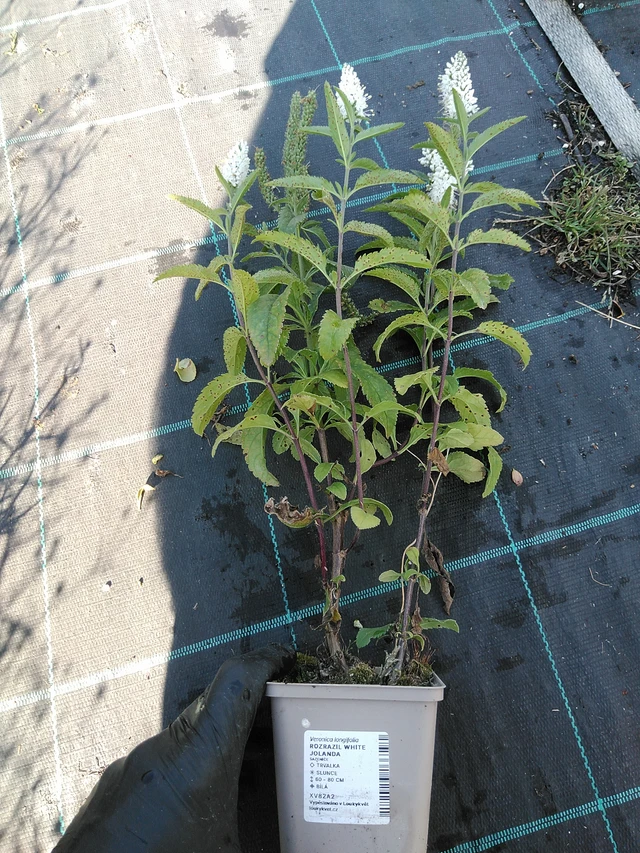 Verónica White Jolanda - 19. 8. 2025