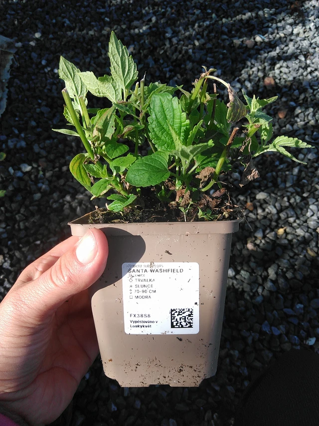 Šanta Washfield - 11. 9. 2025