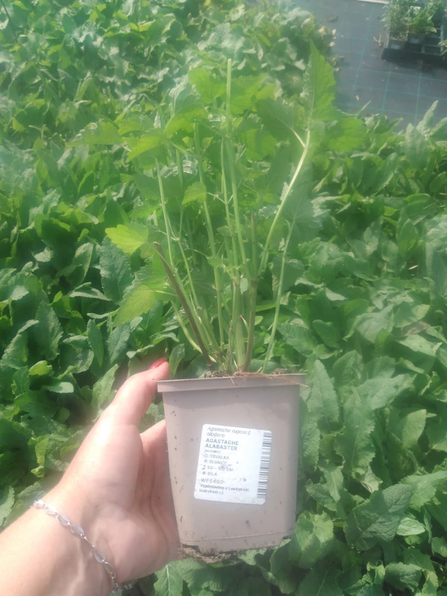 Iisoppi Alabaster - 2024