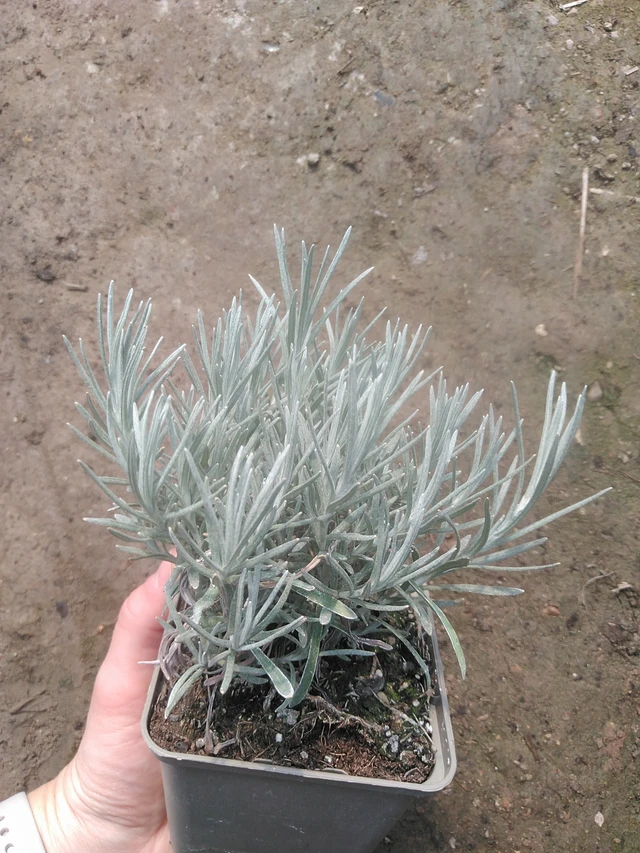 Smil Tall Curry - 17. 7. 2025