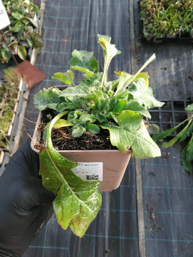 Chrastavec Melton Pastels - 31. 10. 2025