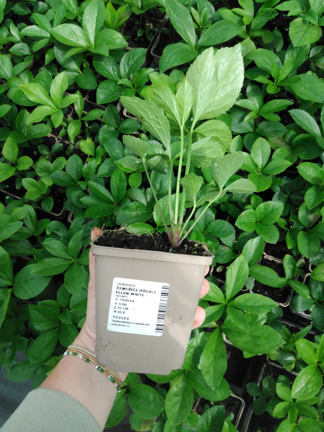Čemeřice Double Ellen White - 2024