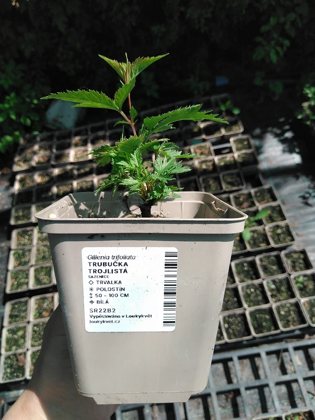 Trubučka trojlistá - 13. 5. 2025