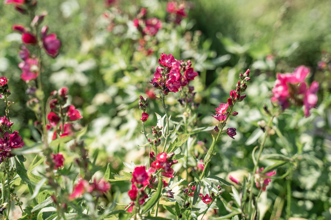 Dalmát mályva Wine Red, Loukykvět