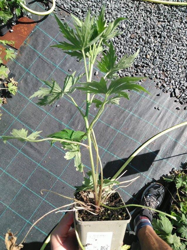 Espuela de caballero Benary’s Pacific Astolat - 19. 8. 2025