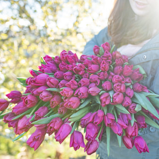 Tulipán Pink Ardour, Loukykvět