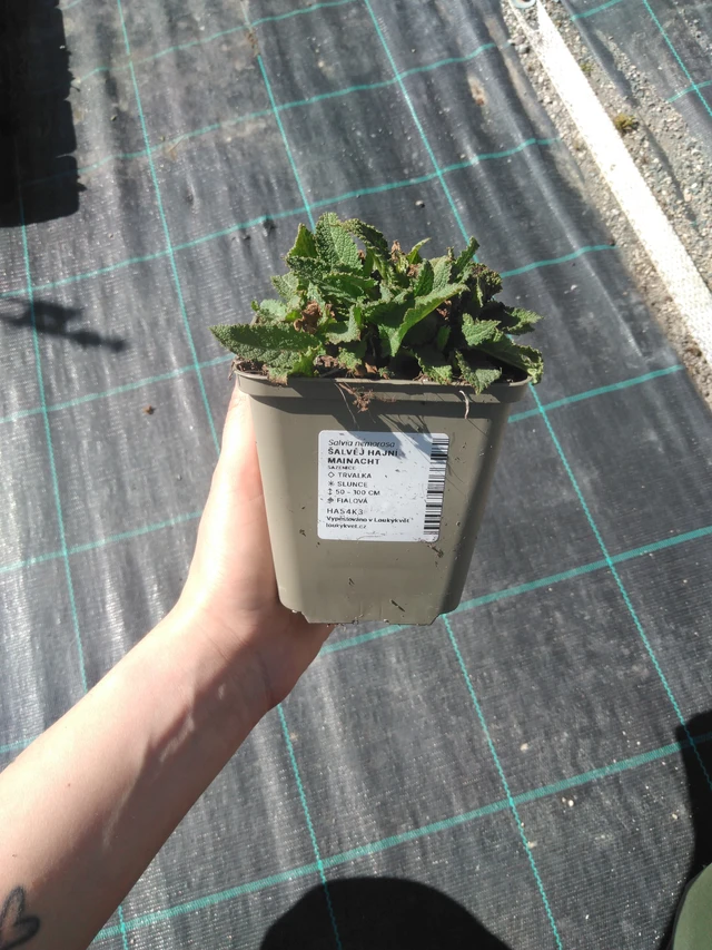 Šalvěj hajní Mainacht - 3. 4. 2025