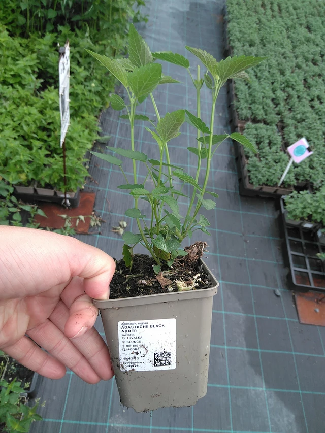 Iisoppi Black Adder - 11. 7. 2025