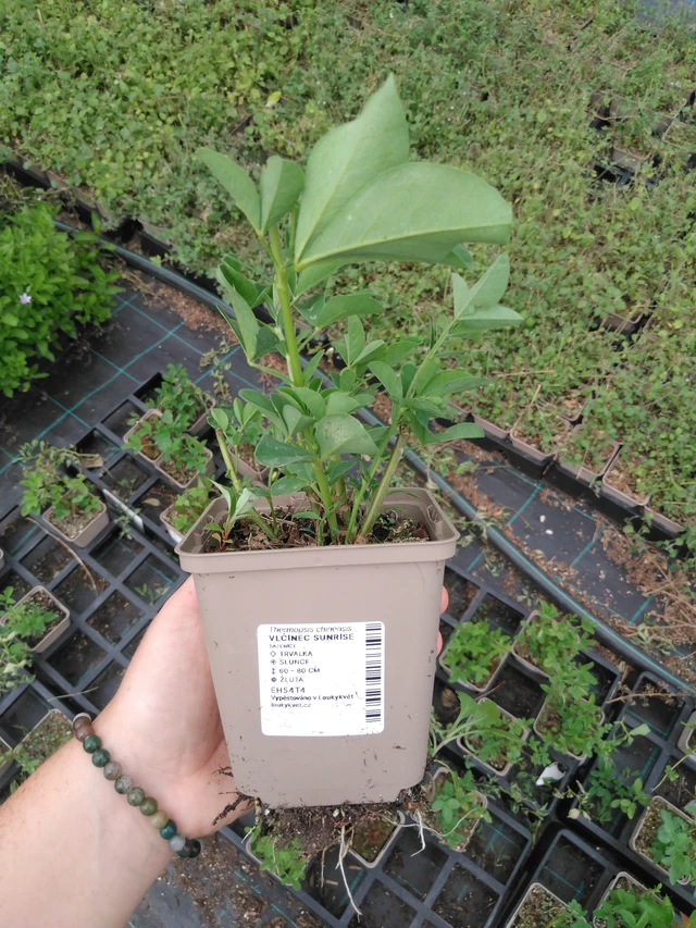 Lupine Sunrise - 2024