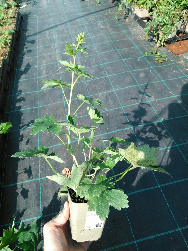 Ostrožka Benary’s Pacific Blue Bird - 19. 8. 2025