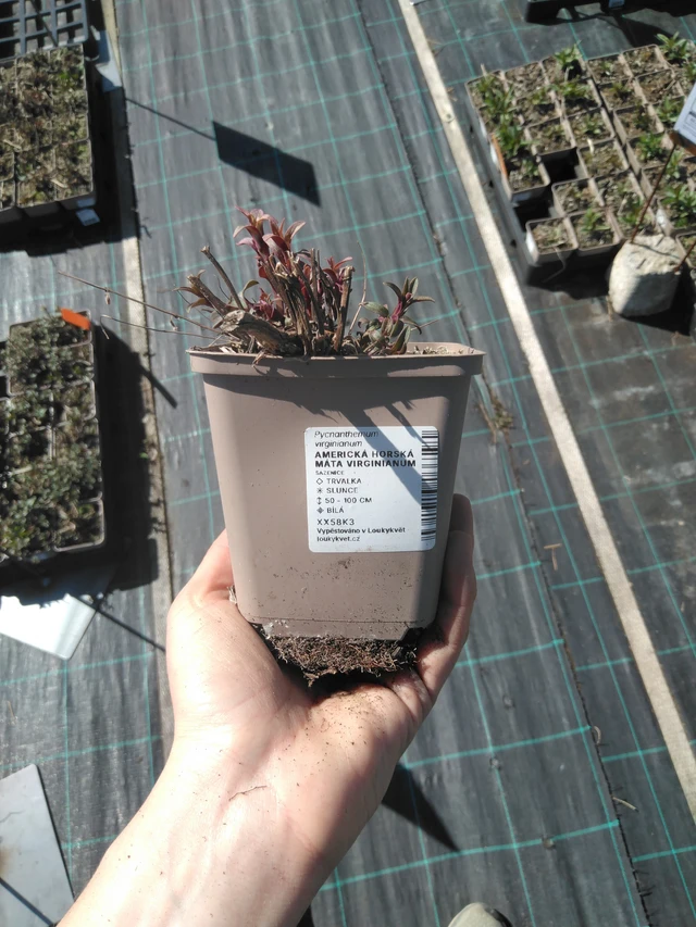 Amerikanvuoriminttu Virginianum - 3. 4. 2025