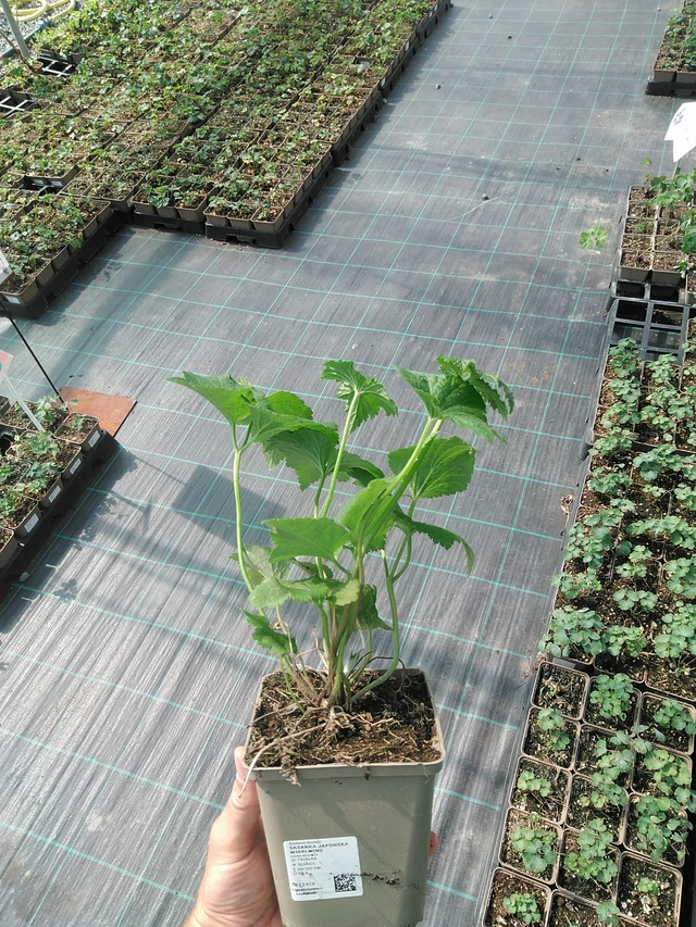 Sasanka japonská Whirlwind - 24. 6. 2025