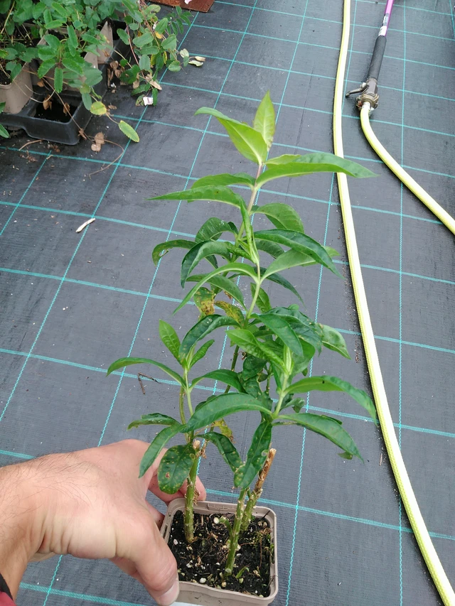 Flox Sternhimmel - 28. 7. 2025