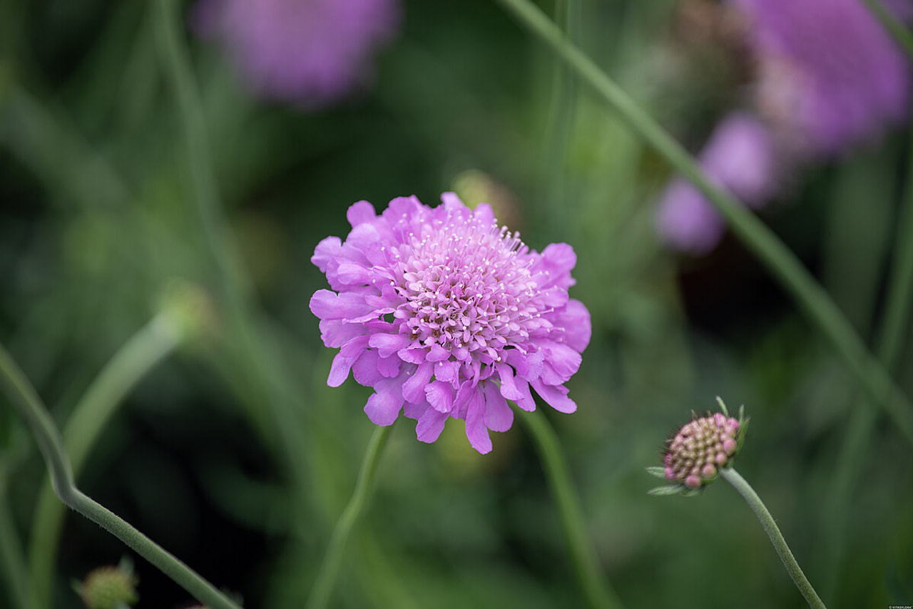 Hlaváč Pink Mist, Loukykvět