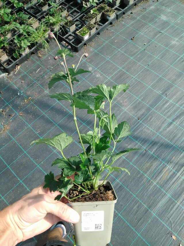 Sasanka plstnatá Robustissima - 19. 8. 2025