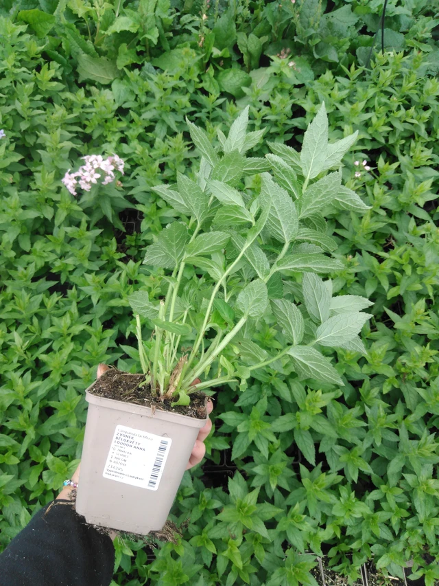 Kellokukka Loddon Anna - 2024