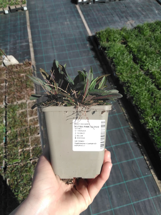 Aster Pink Cloud - 3. 4. 2025