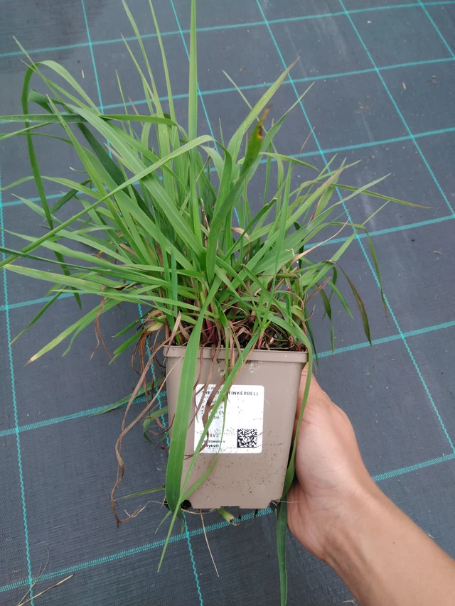 Metsälauha Goldtau - 10. 9. 2025