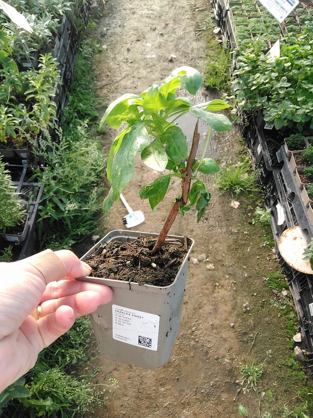 Bazalka Sweet - 19. 8. 2025