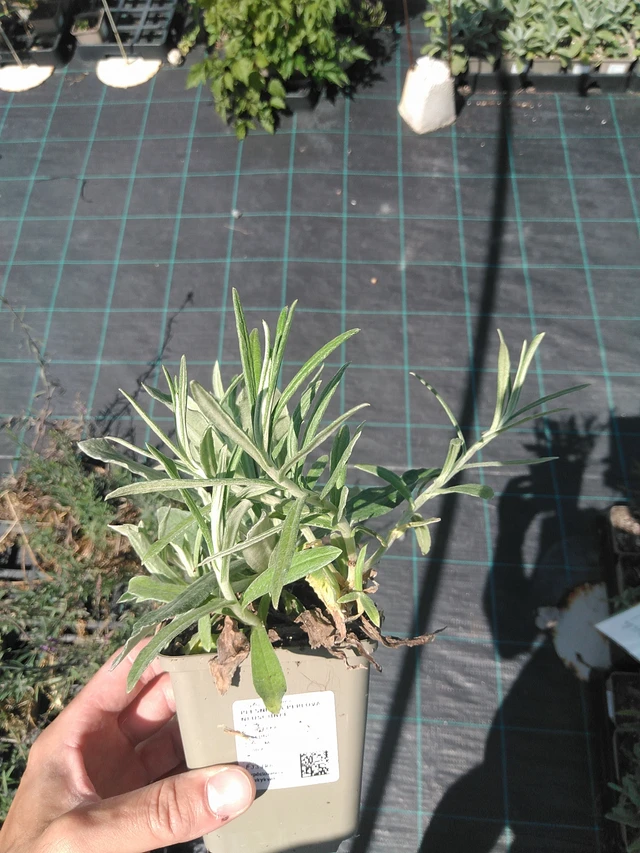 Helminukkakukka Neuschnee - 24. 6. 2025