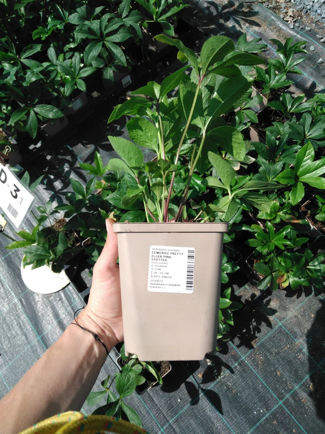 Eléboro Pretty Ellen Pink Spotted - 2024