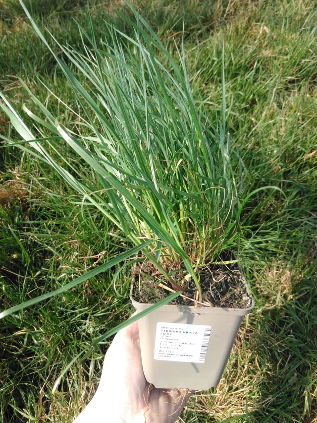 Hiuskolpakko Silky - 3. 4. 2025