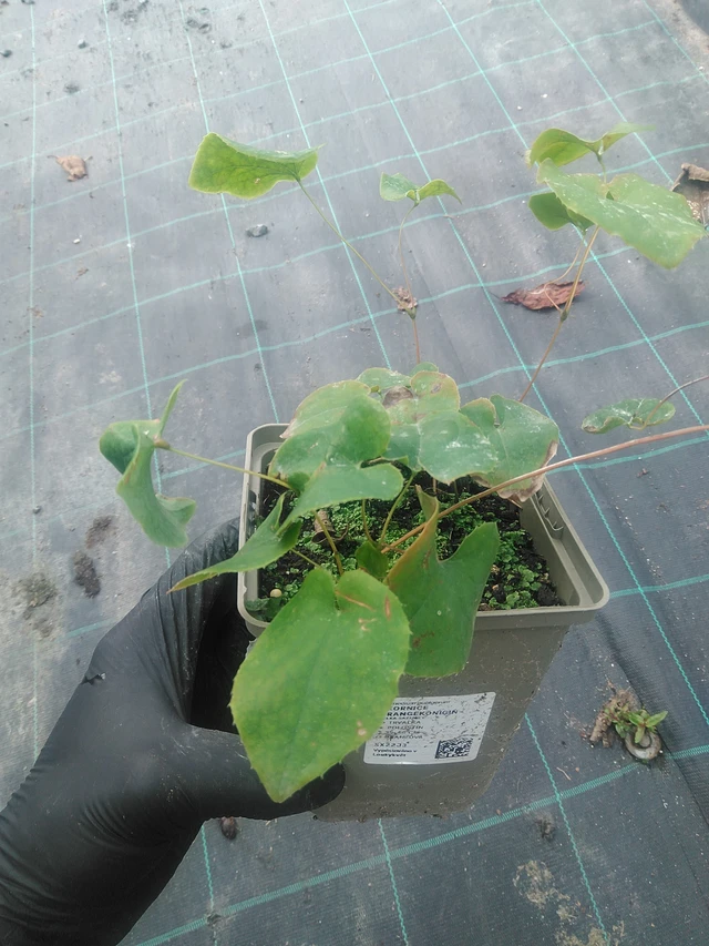 Epimedio Orangekönigin - 10. 9. 2025