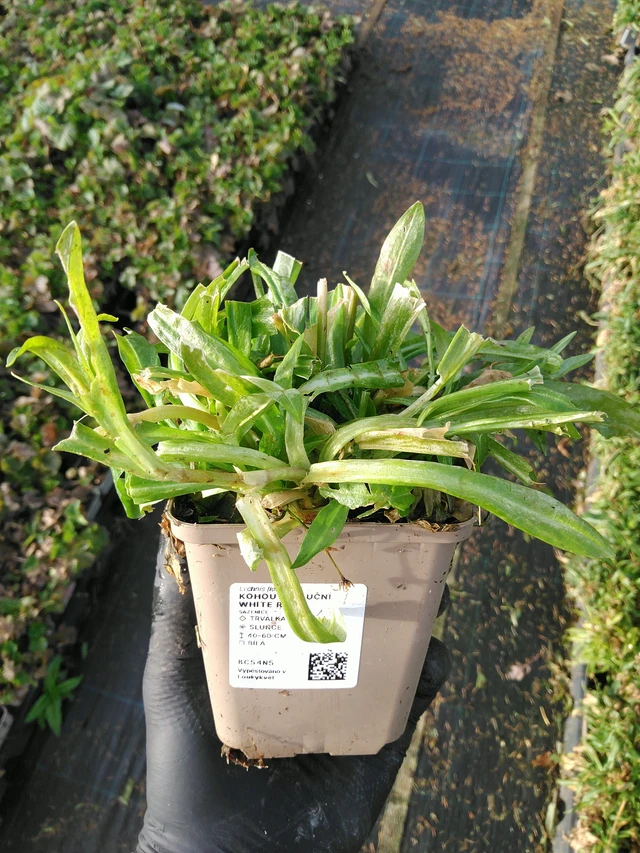 Lychnis flos-cuculi White Robin - 31. 10. 2025