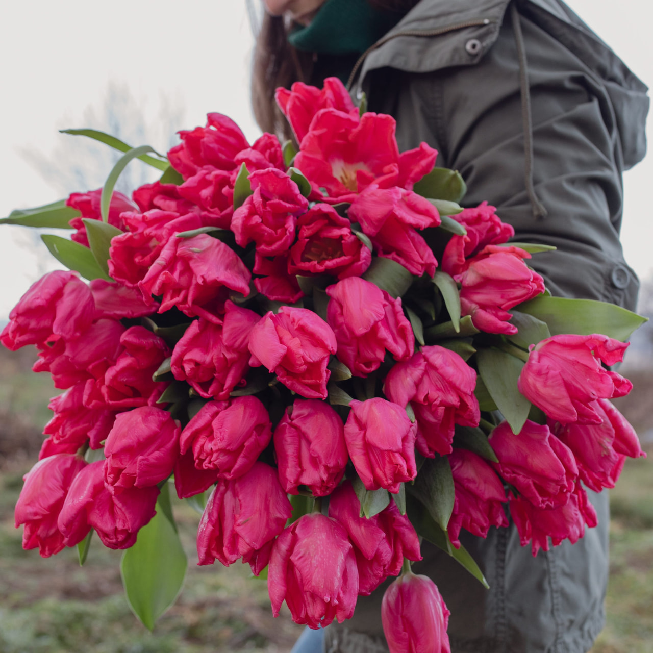 Tulip Marvel Parrot, Loukykvět